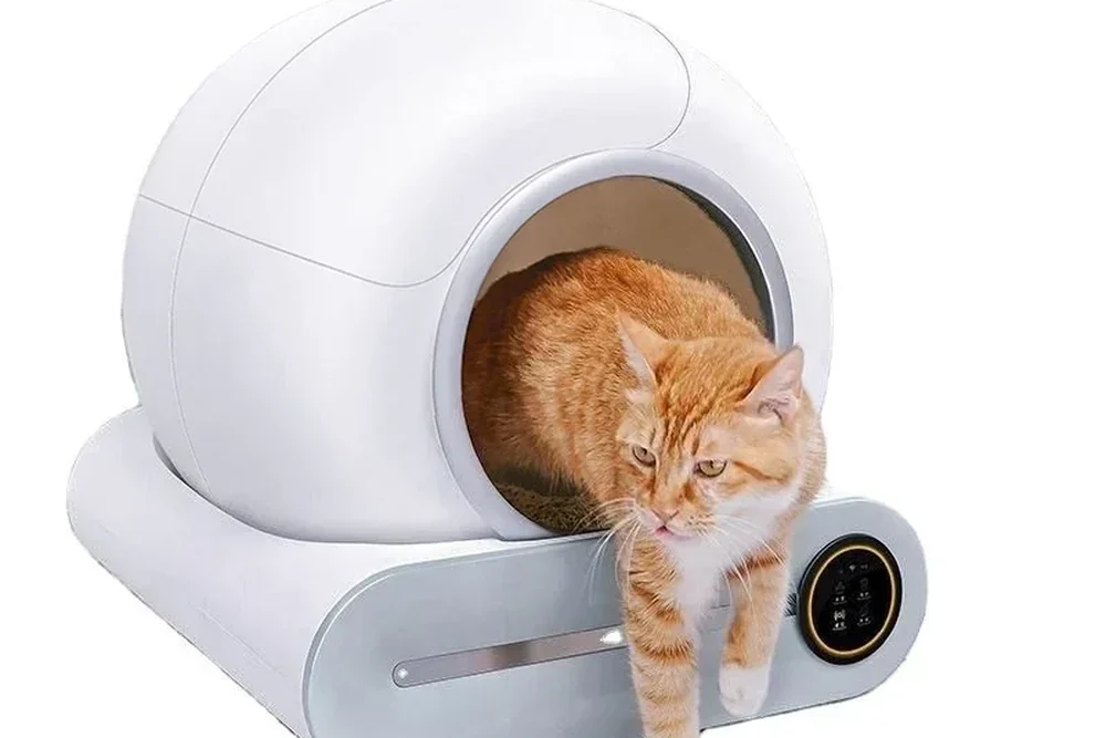 Un chat roux descend du socle de la litière autonettoyante, posée sur un parquet clair